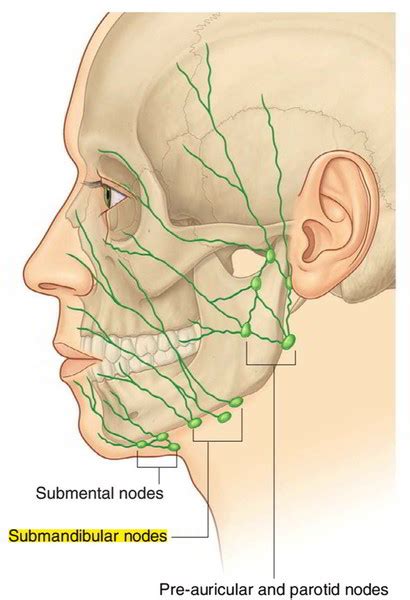 Submandibular Lymph Nodes – Earth's Lab