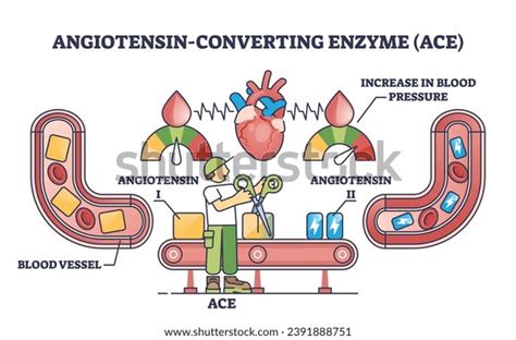 Angiotensin Converting Enzyme Ace Blood Vessel Stock Vector (Royalty ...