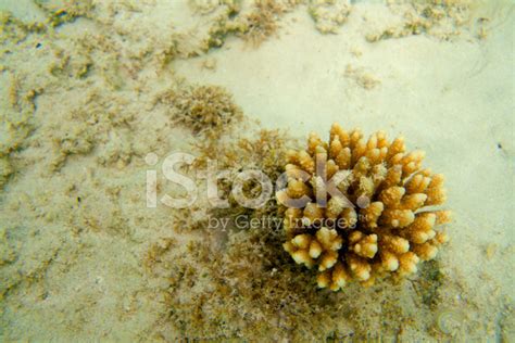 Red Sea Coral Reef Stock Photo | Royalty-Free | FreeImages