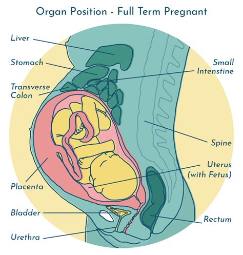 UTI During Pregnancy - Safety, Treatment and Prevention Tips