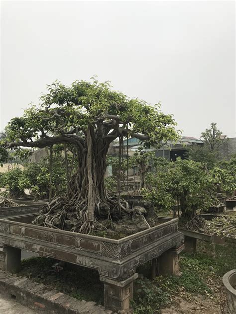 Huge bonsai in Vietnam : r/marijuanaenthusiasts