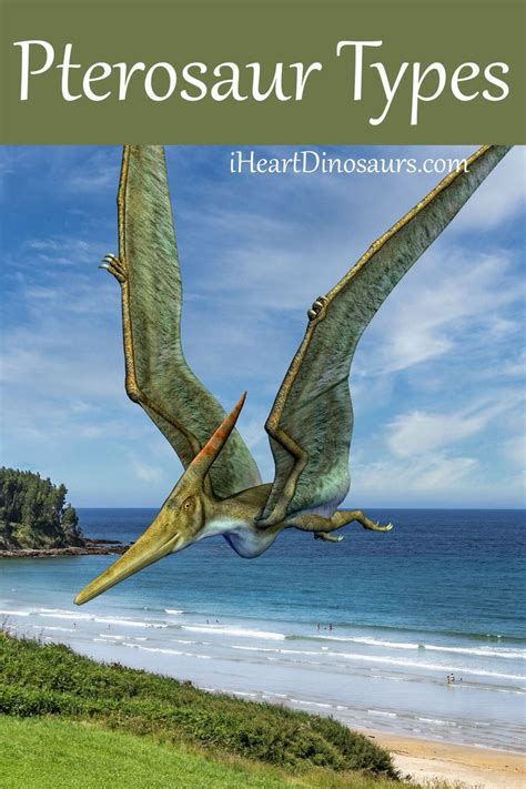 What is a pterosaur? Pterosaur was the name for types of flying reptiles that lived from the ...