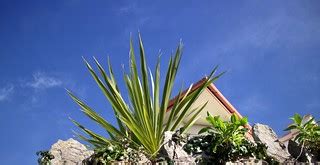 Palm e la casa, Torquay | Torquay Palms | Flickr