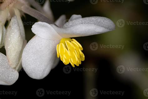 White Begonia plant flower 3741999 Stock Photo at Vecteezy