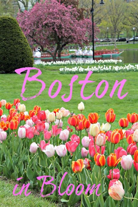 Enjoying Springtime in Boston | Boston public garden, Usa travel destinations, New england travel