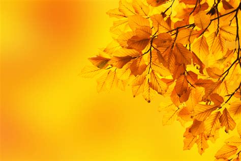 Yellow Beech Leaves Free Stock Photo - Public Domain Pictures