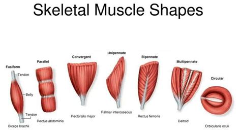 Muscle structure and function by Human Kinetics | Types of muscles, Muscular system anatomy ...