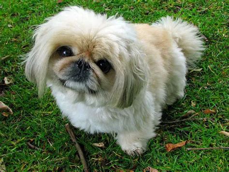 Top 10 Calm Small Dog Breeds - PuppyWire