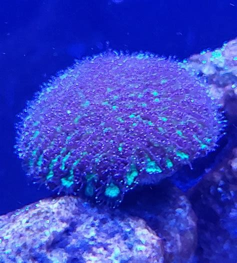 CORAL IDENTIFICATION | REEF2REEF Saltwater and Reef Aquarium Forum