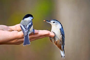 Feeding Birds - Birds and Blooms