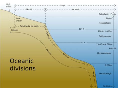 Bathyal zone | Ocean zones, Geology lessons, Ocean