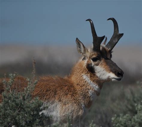 Antelope on Antelope Island Utah | Flickr - Photo Sharing!