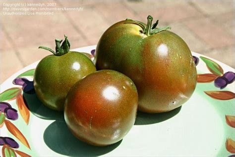 PlantFiles Pictures: Tomato 'Kumato' (Lycopersicon lycopersicum) by kennedyh