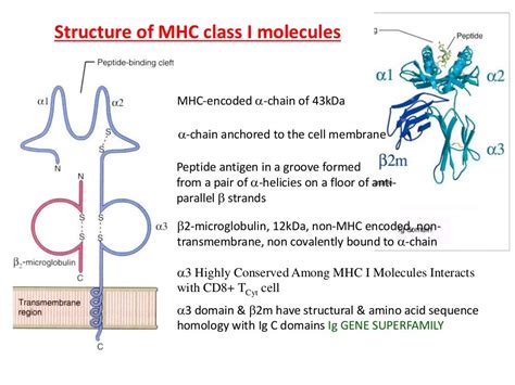 Major Histocompatibility complex & Antigen Presentation and Processing