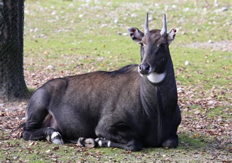 Nilgai Antelope - Texas Hill Country