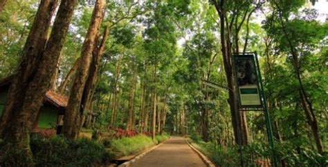 Taman Hutan Raya Dago, Spot Petualangan Yang Instagrammable di Bandung ...