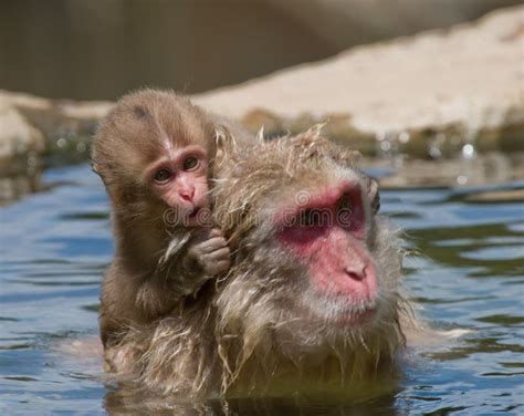 Baby Japanese Macaque Monkey Stock Photo - Image of spring, offspring: 3138306