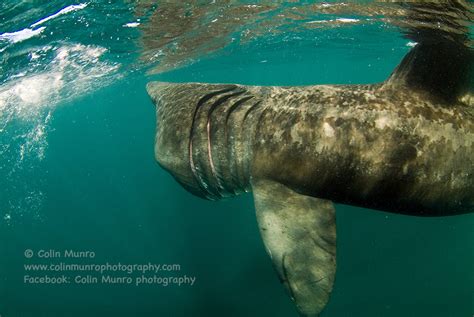 The basking shark - colinmunrophotography.com/blog