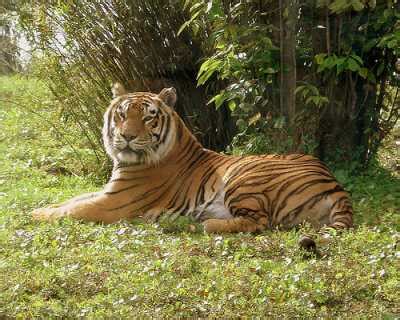 Tiger Habitat: Information Regarding the Bengal Tiger