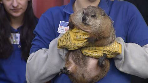 Connecticut's animals make their Groundhog Day weather picks | fox61.com