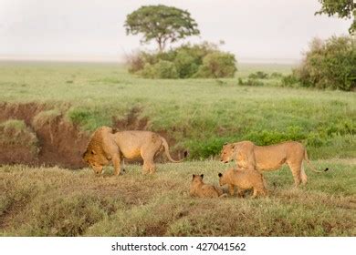 Wildlife Lions African Savanna Stock Photo 427041562 | Shutterstock