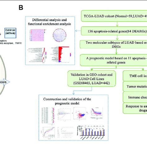 | Schematic diagram of the apoptosis pathway and a sketch of the... | Download Scientific Diagram