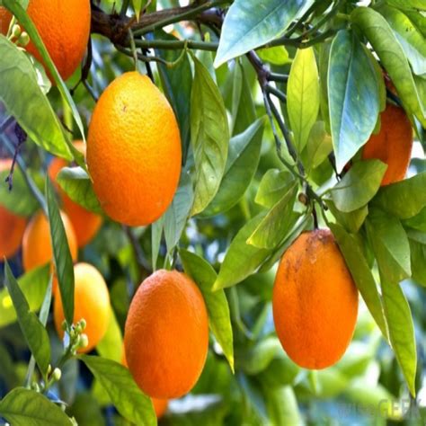 Aliveplant - Nursery For All Tree Lovers - Nagpur Orange( GRAFTED )