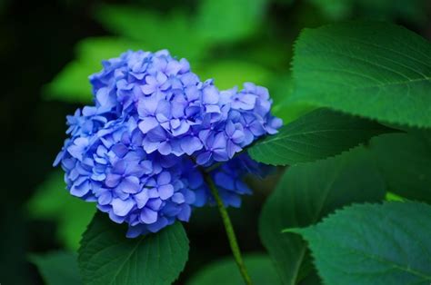 Premium Photo | Blue hydrangea flowers close up
