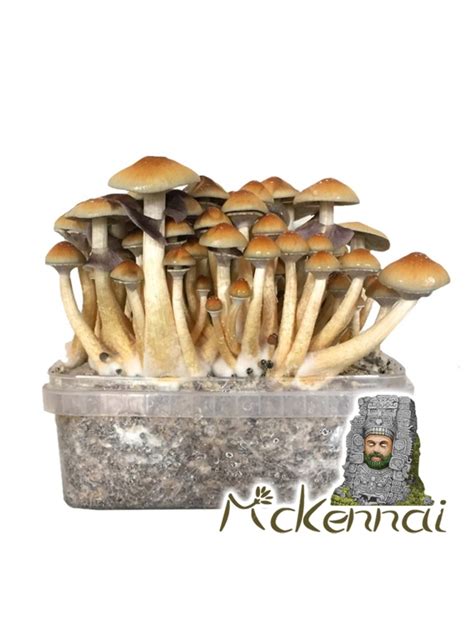 Psilocybe Cubensis McKennaii - Magic Mushrooms | Dutch Grow Kits Webshop