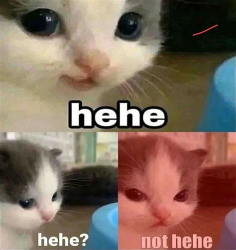 hehe not hehe cat angry : r/MemeTemplatesOfficial