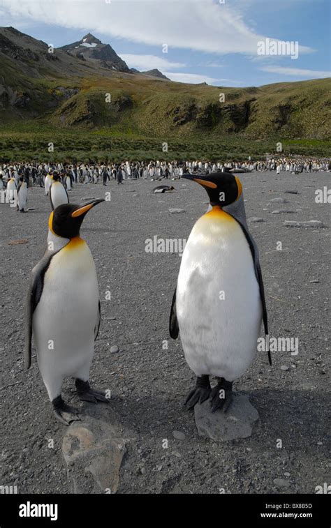 Two King Penguins, Gold Harbour, South Georgia Stock Photo - Alamy