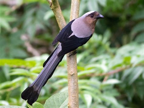 Bornean Treepie - eBird