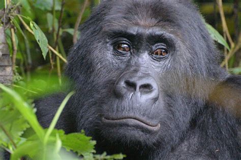 Grauer's Gorilla [IMAGE] | EurekAlert! Science News Releases