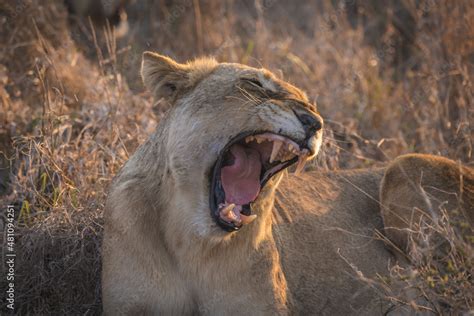 Fotka „Female lion, lioness roaring and showing off her teeth in her ...