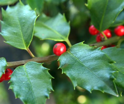 Medicinal Plants-American Holly