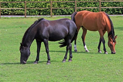 Horses Grazing Free Stock Photo - Public Domain Pictures