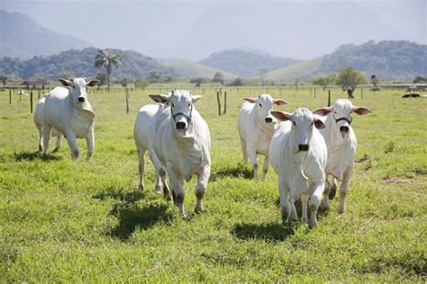 9 White Cow Breeds: An Overview (With Pictures) | Animal World