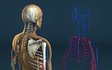 Human Anatomy by Stefan1502 on DeviantArt