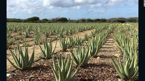 Aruba Aloe sheds light on potent, powerful plant | CNN Travel