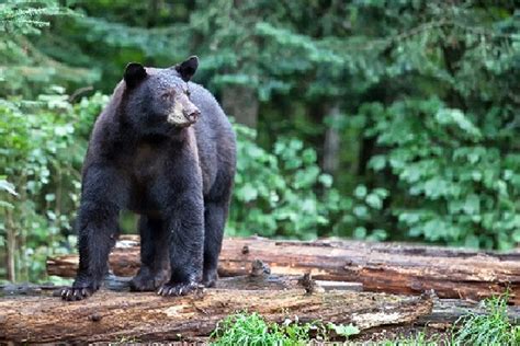 Northeastern California Black Bear - Safari Club International Foundation