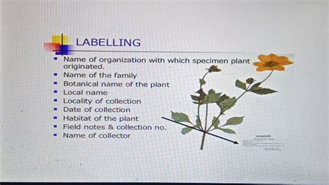 HERBARIUM - Techniques and Functions - YouTube