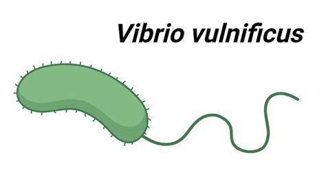 Vibrio vulnificus: An Overview