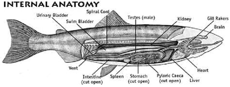 Anatomy – South Puget Sound Salmon Enhancement Group