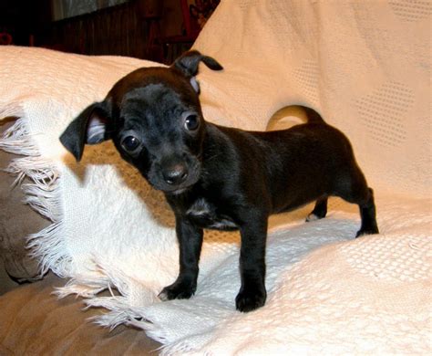 Black Chiwawa Puppy | Chihuahua puppies for sale, Chihuahua puppies, Chiwawa puppies