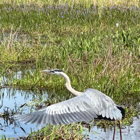 Kissimmee: Everglades Alligator and Wildlife Airboat Tour | Travel Buddies