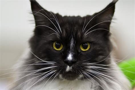 Black And White Maine Coon - That Cuddly Cat