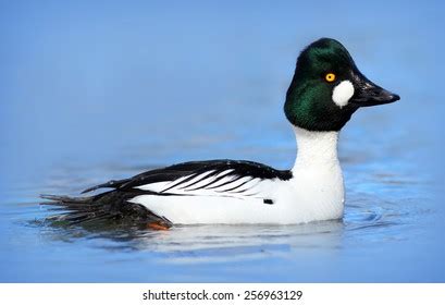 Male Goldeneye Duck库存照片256963129 | Shutterstock