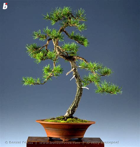 GA-97-69-bonsai-pinus-sylvestris – Bonsai Today