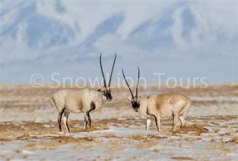 Qinghai Wildlife & Landscape | Qinghai Best Tour | SnowLion Tours