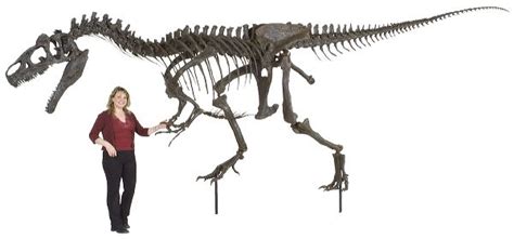 Allosaurus sp. BIG AL TWO Skeleton – Display Replica – Black Hills ...